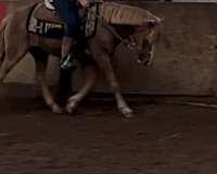 athletic-welsh-pony