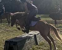 all-around-welsh-pony