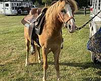 sorrel-show-jumping-pony