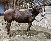 rodeo-thoroughbred-pony
