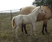 jmk-malibu-ken-horse
