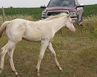 north-dakota-filly
