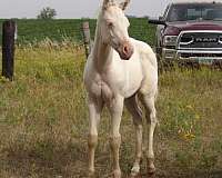 wyoming-filly