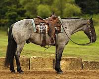 athletic-draft-horse