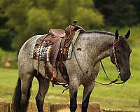 cross-draft-horse