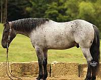draft-horse