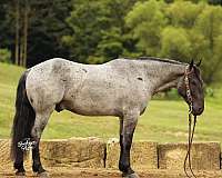 driving-draft-horse