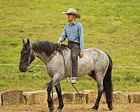 flashy-draft-horse