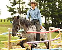 harness-draft-horse