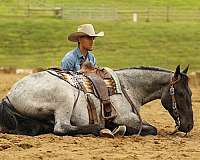 jumper-draft-horse