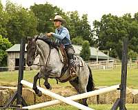 jumping-draft-horse
