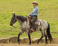companion-draft-horse