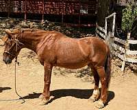 fit-quarter-pony