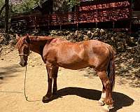 flat-quarter-pony