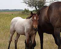 new-york-filly