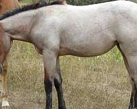 nebraska-filly