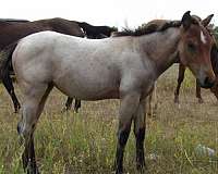iowa-filly
