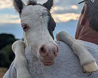 halter-therapy-pony