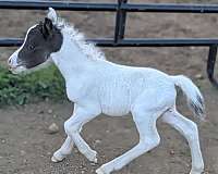 white-halter-therapy-pony