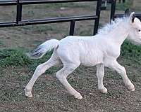 halter-therapy-colt