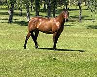 bay-none-horse