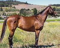 french-thoroughbred-horse