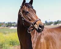 french-horse