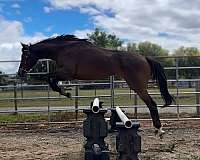sea-horse