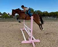 french-mare