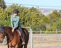 star2-hind-socks-horse