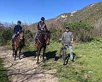 bay-star2-hind-socks-horse