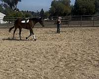 all-around-thoroughbred-horse