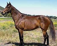 france-horse