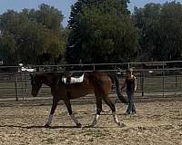 advanced-thoroughbred-horse