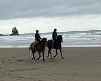 amateur-thoroughbred-horse