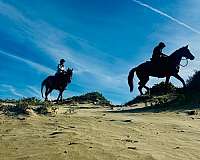 athletic-thoroughbred-horse