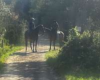 automatic-thoroughbred-horse