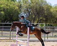france-thoroughbred-horse