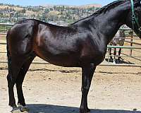 black-andalusian-horse