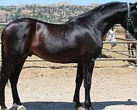 andalusian-horse
