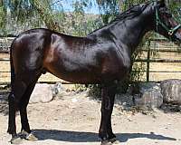 caballo-andalusian-horse