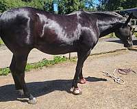 brown-bit-of-white-on-feet-horse
