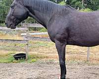 bit-of-white-on-feet-horse