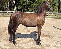 black-fshr-yearling