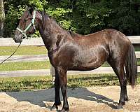 cross-stallion-friesian-standardbred-horse