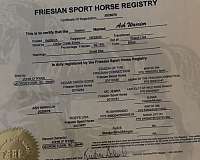 fshr-friesian-standardbred-colt