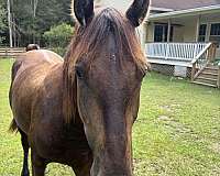 broke-to-lead-friesian-horse