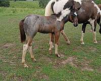 blue-roan-tobiano-markings-horse