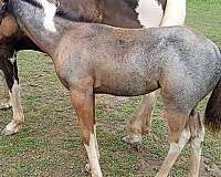 tobiano-markings-horse