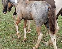 barrel-paint-horse